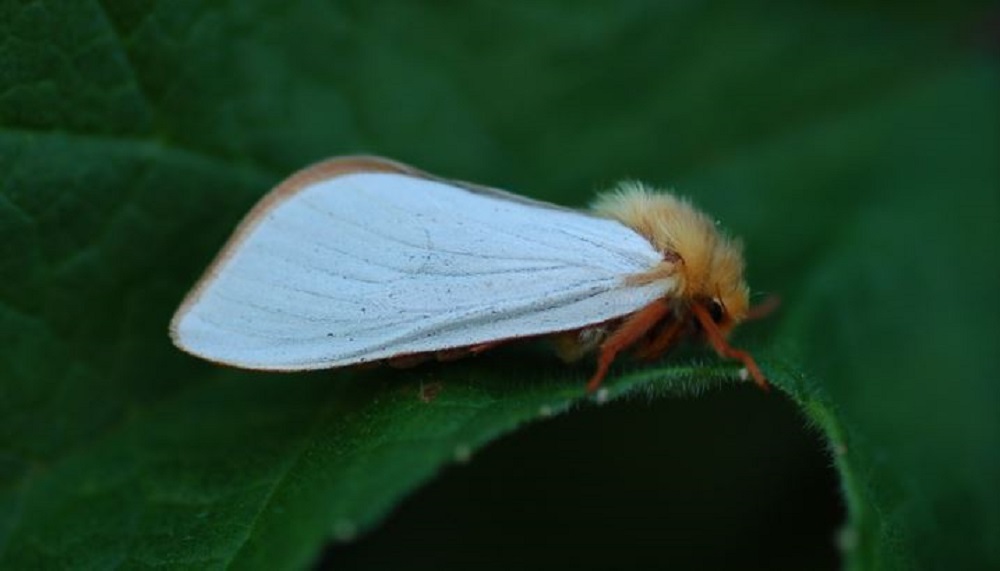 An adult male ghost moth on a leaf
